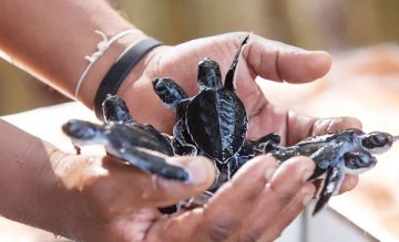 turtle-hatchery