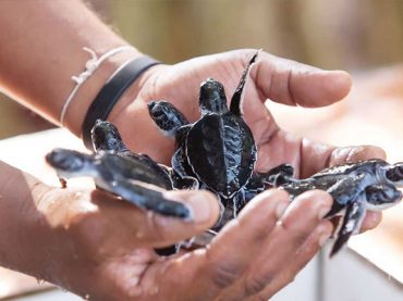 turtle-hatchery