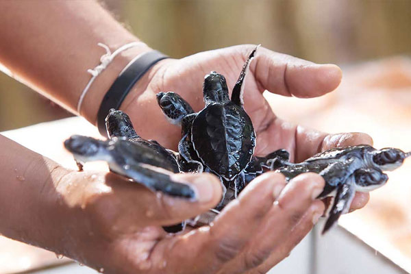 turtle-hatchery